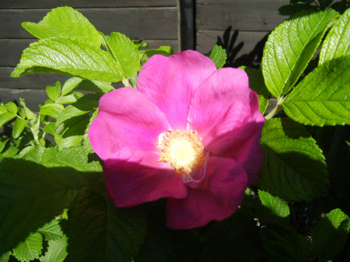 Rosa rugosa (2014, April 26)