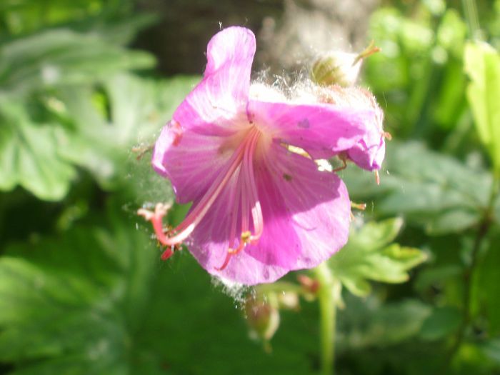 P8210103 - Primavara 2014