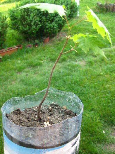 Mai 2013 - Acer Platanoides_1