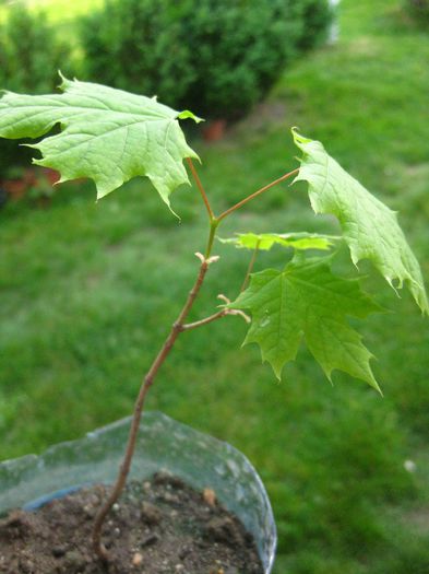 Mai 2013 - Acer Platanoides_1