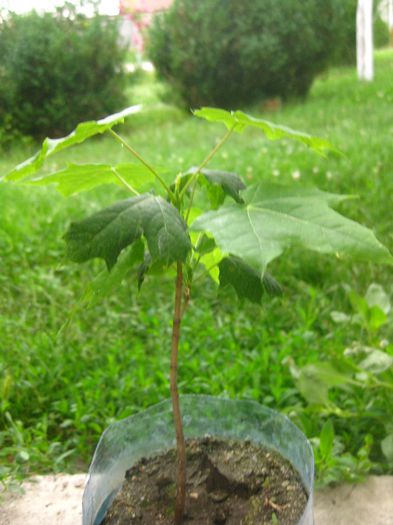 Iunie 2013 - Acer Platanoides_1