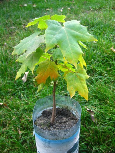 Octombrie 2013 - Acer Platanoides_1
