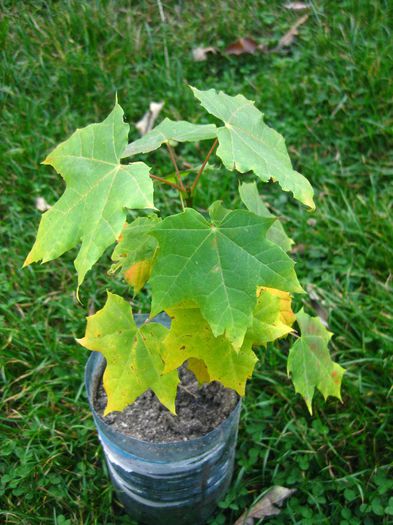 Octombrie 2013 - Acer Platanoides_1