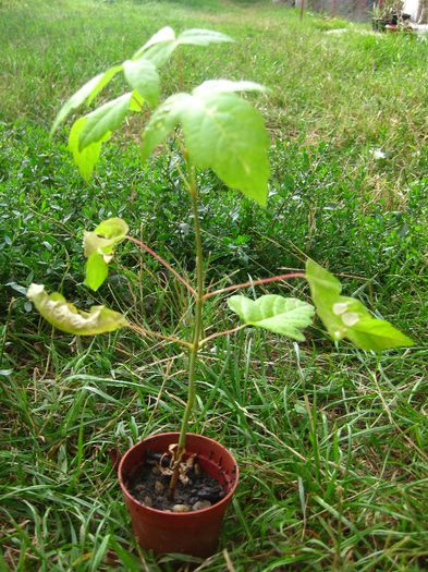 Septembrie 2013 - Acer pseudoplatanus