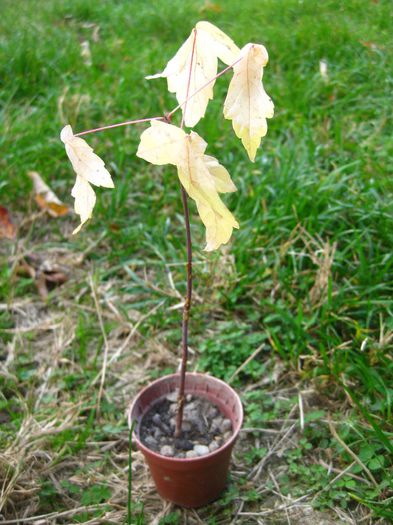 Octombrie 2013 - Acer pseudoplatanus