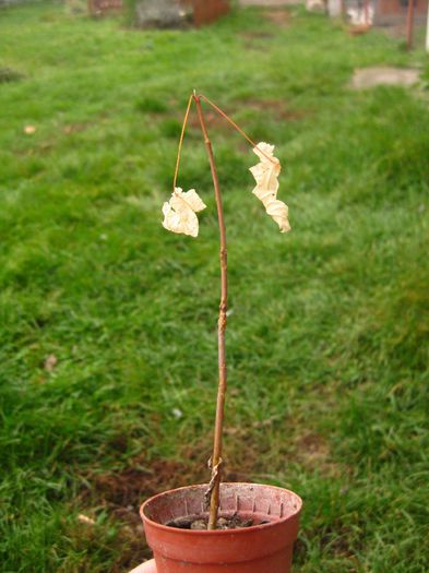 Noiembrie 2013 - Acer pseudoplatanus