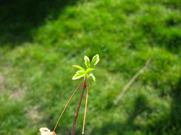 Martie 2013 - Acer pseudoplatanus