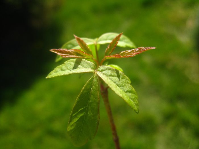 Martie 2013 - Acer pseudoplatanus