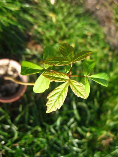 Aprilie 2014 - Acer pseudoplatanus