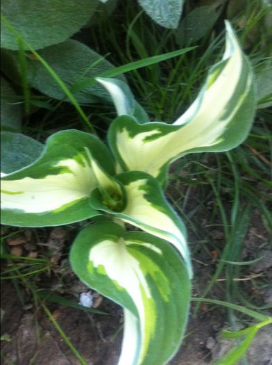 Hosta