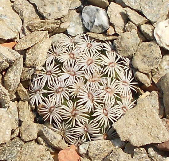 mammillaria hernandezii - b1-cactusi 2014