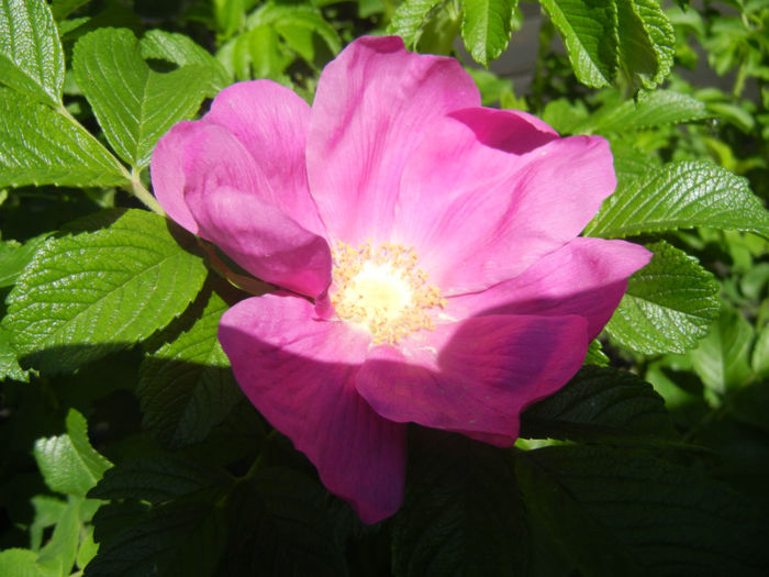Rosa rugosa (2014, April 26)