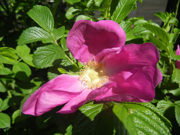 Rosa rugosa (2014, April 26)