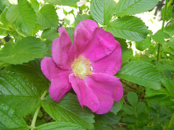 Rosa rugosa (2014, April 26) - ROSA Rugosa_Rugosa Rose