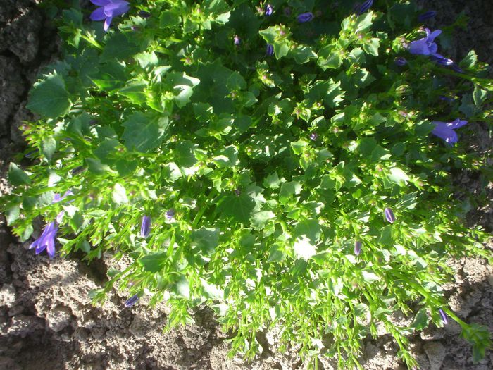 campanula