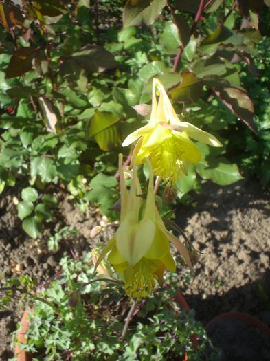 aquilegia