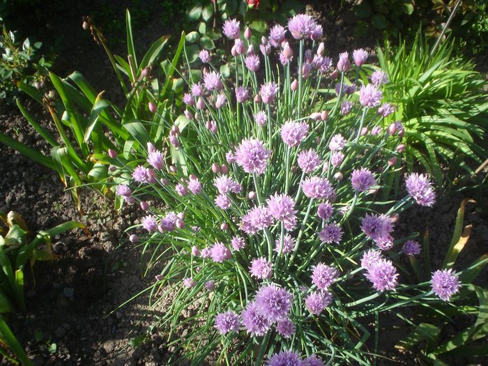 allium