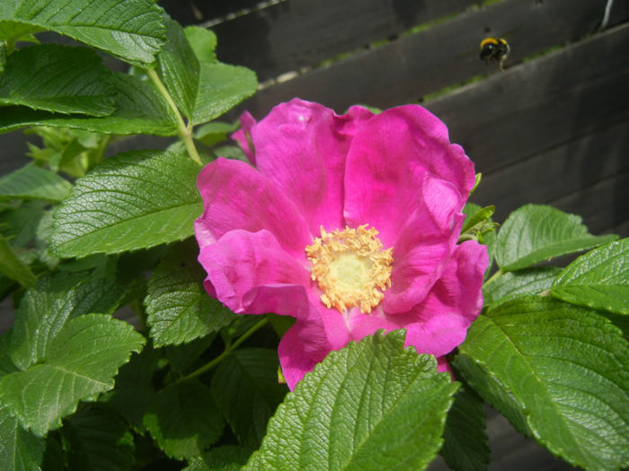 Rosa rugosa (2014, April 27) - ROSA Rugosa_Rugosa Rose
