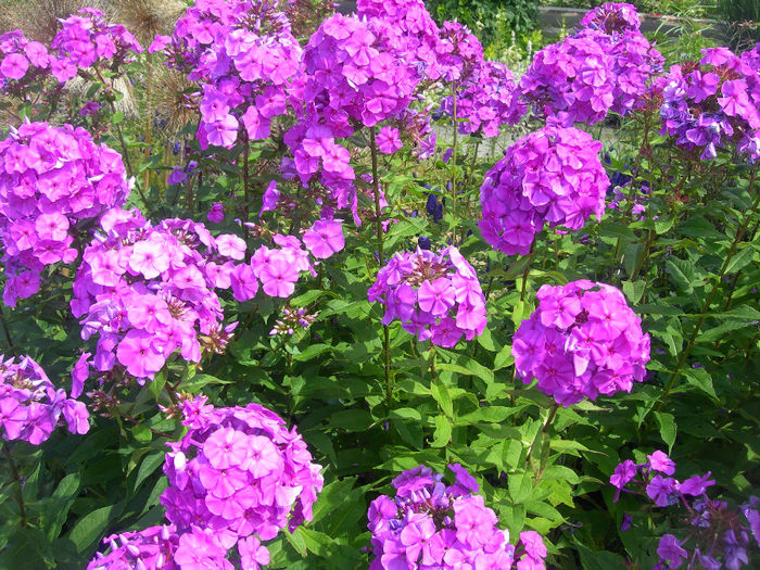 Phlox_Paniculata(foto de pe net)