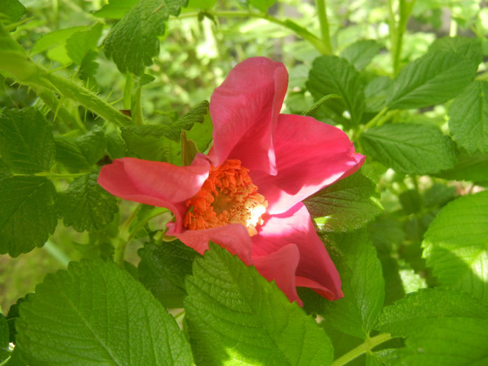 Rosa rugosa (2014, April 27) - ROSA Rugosa_Rugosa Rose