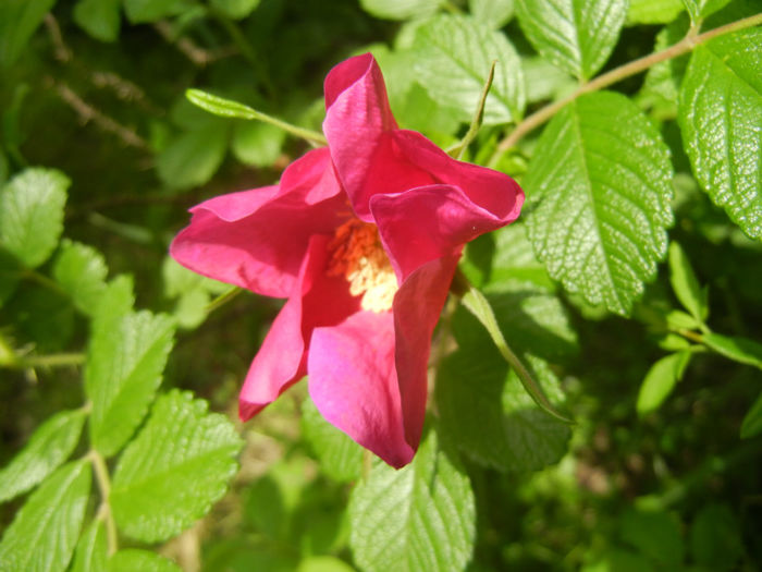 Rosa rugosa (2014, April 27) - ROSA Rugosa_Rugosa Rose
