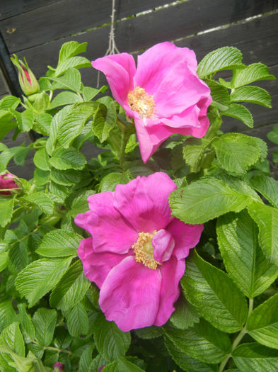 Rosa rugosa (2014, April 27) - ROSA Rugosa_Rugosa Rose