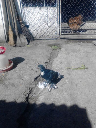 gusat de pomerania; pui 2014
