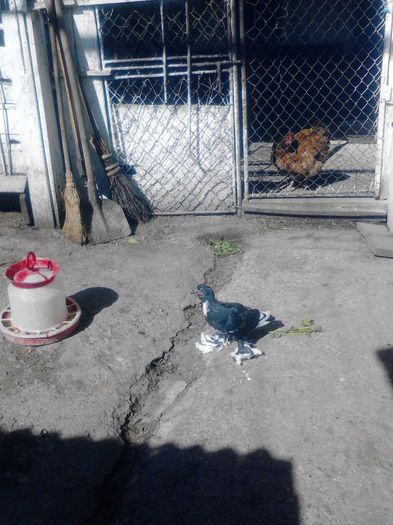 gusat de pomerania; pui 2014
