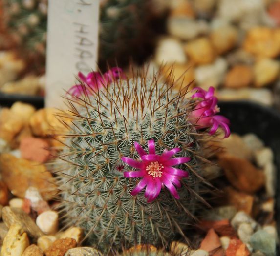 Mammillaria haageana - Mammillaria haageana