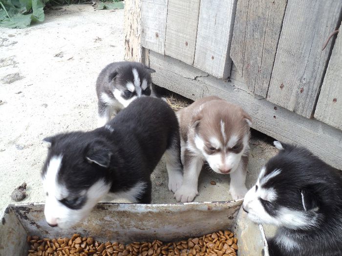 suntem la masa cu suplimente solide