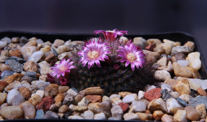 Mammillaria bocasana v. roseiflora