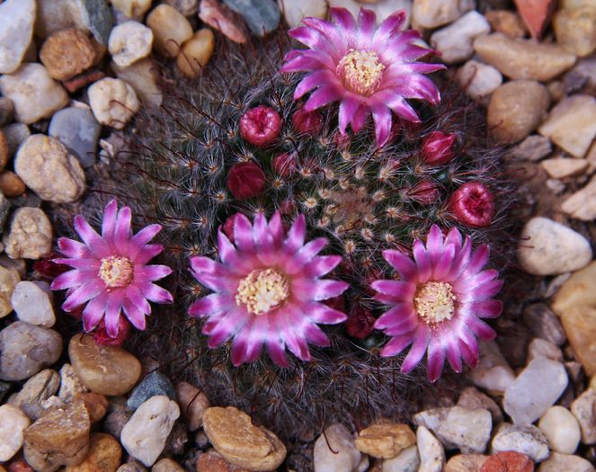 Mammillaria bocasana v. roseiflora