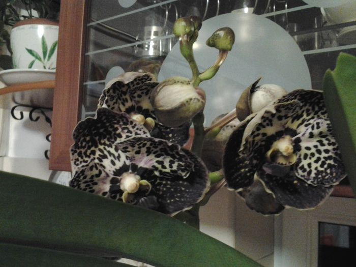 detaliu floare- dark chocolate - orhidee in colectie
