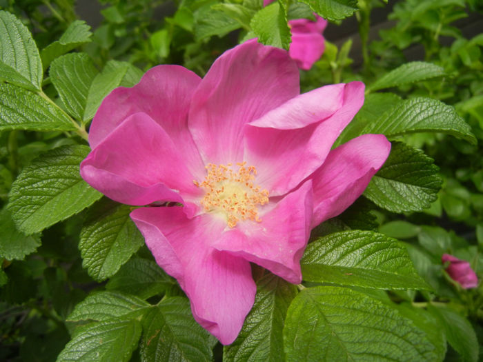 Rosa rugosa (2014, April 27) - ROSA Rugosa_Rugosa Rose