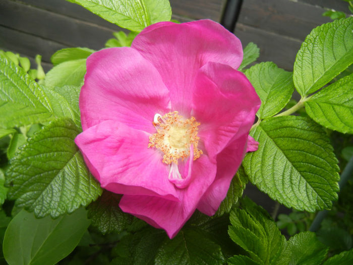 Rosa rugosa (2014, April 27) - ROSA Rugosa_Rugosa Rose