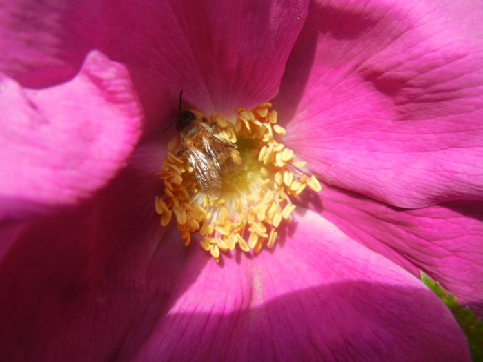 Rosa rugosa (2014, April 27) - ROSA Rugosa_Rugosa Rose