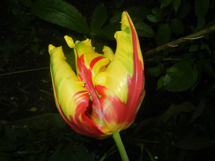 Tulipa Texas Flame (2014, April 25)