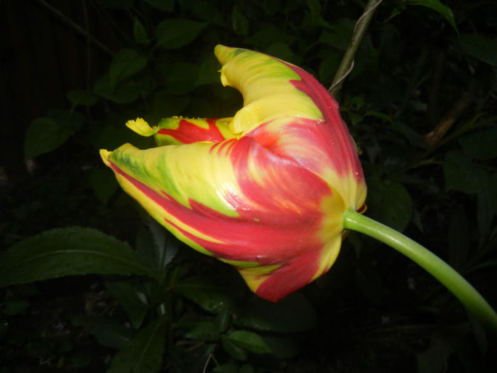 Tulipa Texas Flame (2014, April 25)