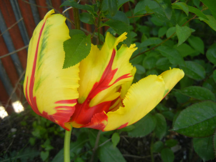 Tulipa Texas Flame (2014, April 26)