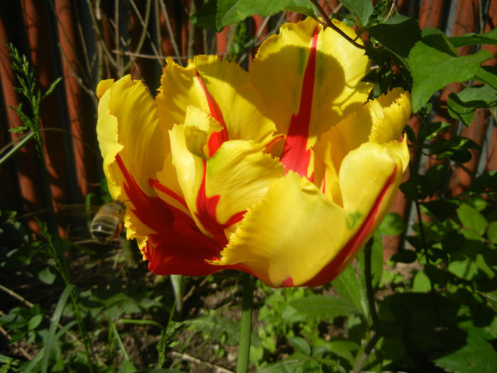 Tulipa Texas Flame (2014, April 27)