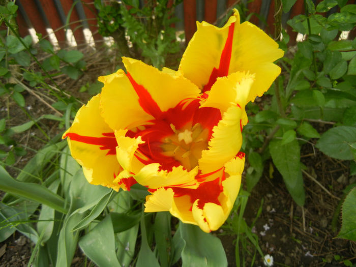 Tulipa Texas Flame (2014, April 27)
