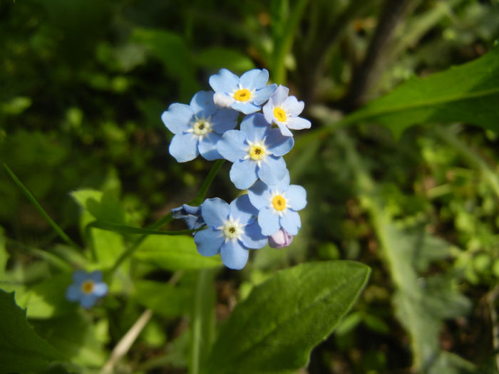 Myosotis alpestris (2014, April 23) - MYOSOTIS Alpestris