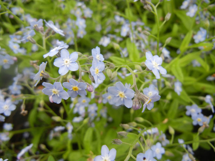 Myosotis alpestris (2014, April 24) - MYOSOTIS Alpestris