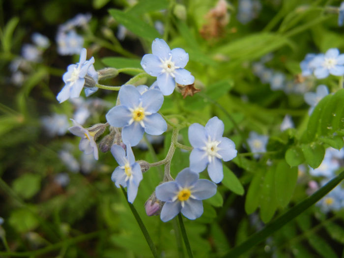 Myosotis alpestris (2014, April 24) - MYOSOTIS Alpestris