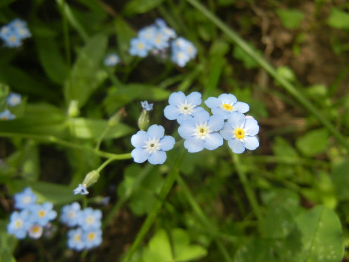 Myosotis alpestris (2014, April 27) - MYOSOTIS Alpestris
