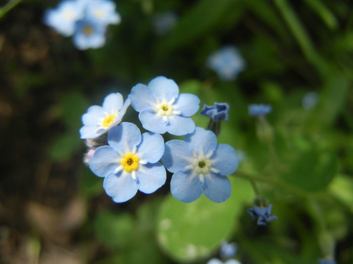 Myosotis alpestris (2014, April 27) - MYOSOTIS Alpestris
