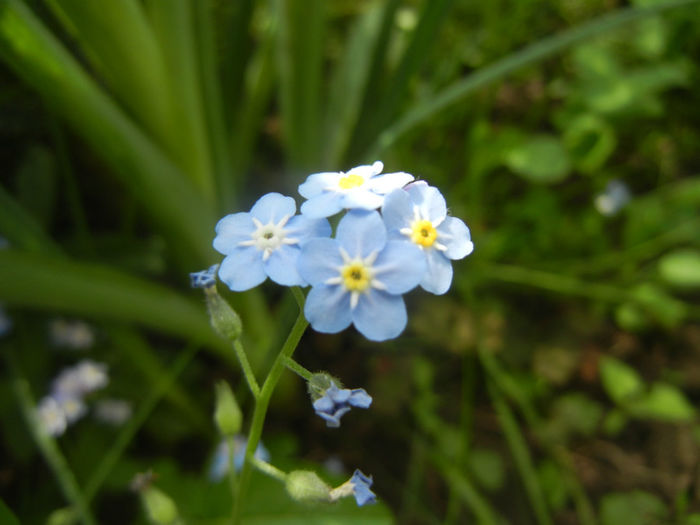Myosotis alpestris (2014, April 27) - MYOSOTIS Alpestris