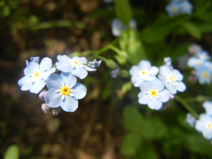 Myosotis alpestris (2014, April 27) - MYOSOTIS Alpestris