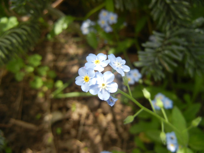 Myosotis alpestris (2014, April 27) - MYOSOTIS Alpestris