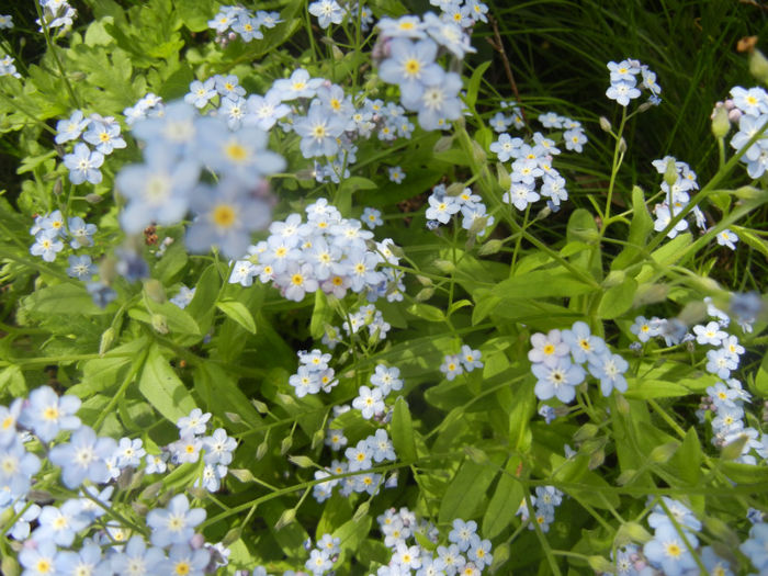 Myosotis alpestris (2014, April 27) - MYOSOTIS Alpestris